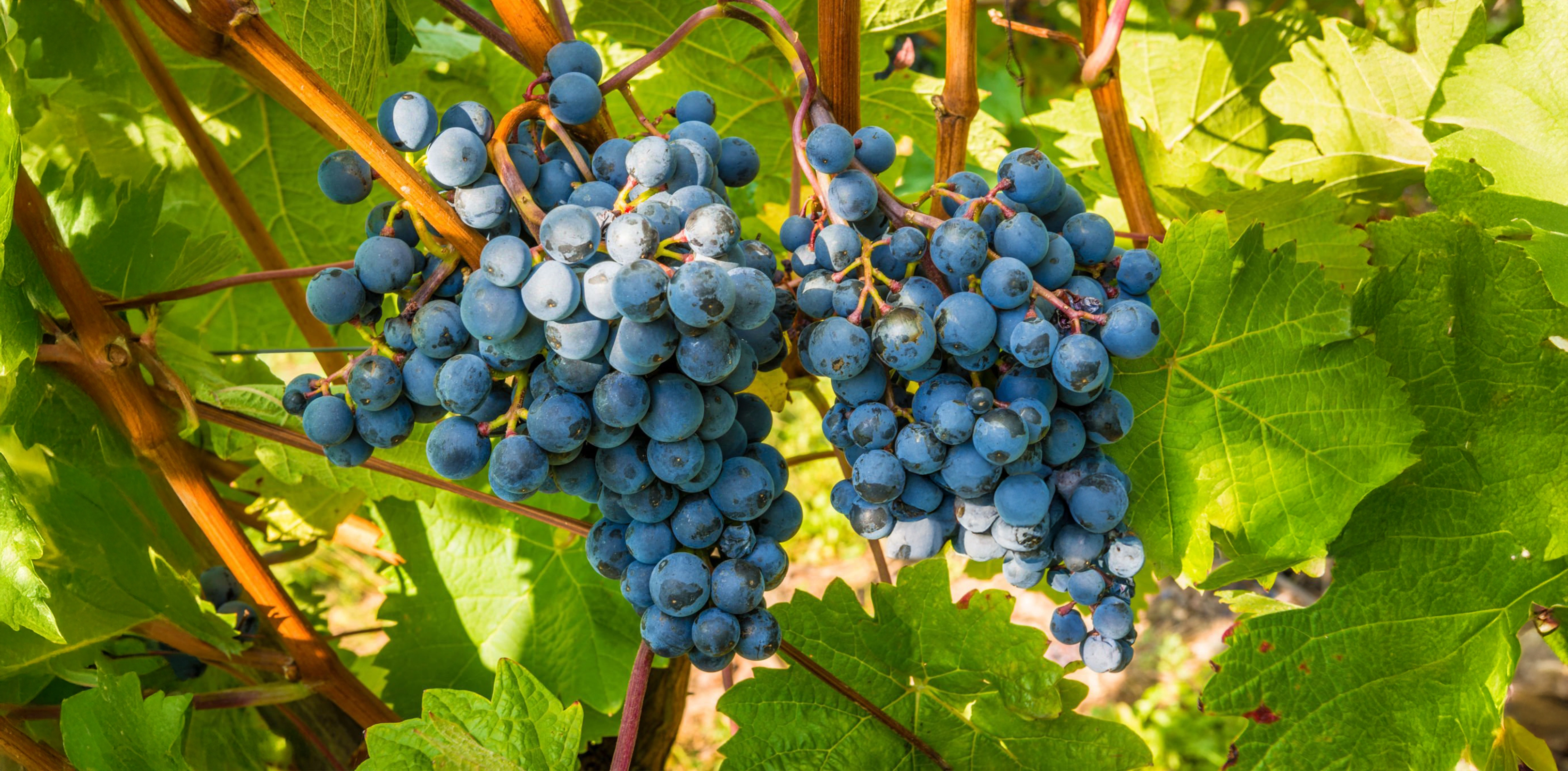 Vine to Vintage 1